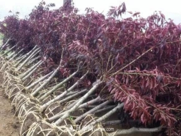 园林苗木移栽，怎样才能更好生根？