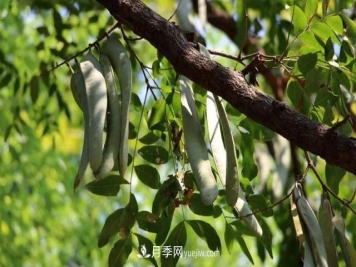 全身都是宝的南阳皂角树，如今是优良乡土树种
