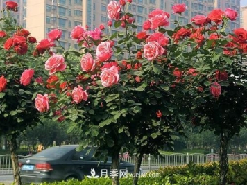 常规的月季树多少钱一棵？