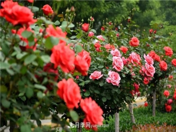 南阳月季种植基地浅谈月季种植必须要了解的知识