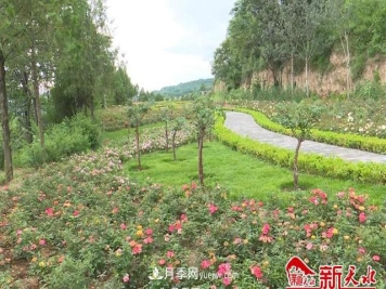 天水适合养月季，市花和市树是什么