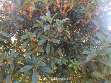 南阳桂花树价格表