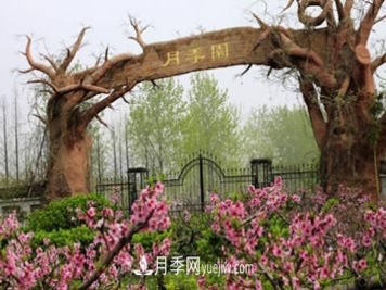 月季园：泗阳月季园