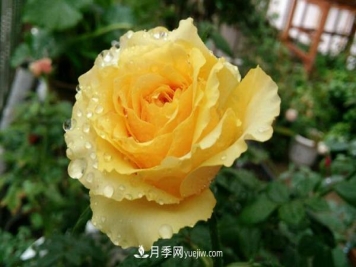 黄色的贝壳月季很漂亮