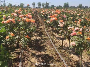 棒棒糖月季树和树桩月季有什么区别？