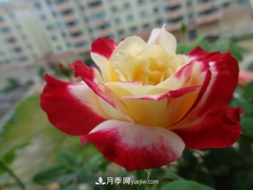 一般盆栽大花月季什么时间修剪比较好？