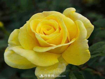 大花月季播种育苗前需要准备哪些内容？