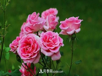 中国月季（国月）的魅力，南阳是中国月季核心原产地