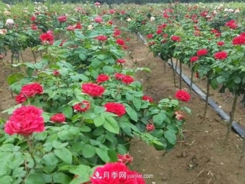 南阳月季新品种种植的前景很乐观
