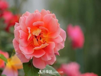 初冬的菏泽月季园