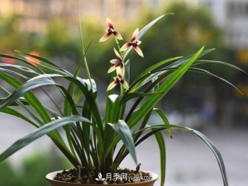 买花卉如何健康有保证！注意这四点