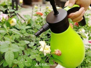 冬天花卉如何浇水？掌握三个浇水原则