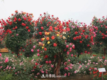 10公分树状月季价格，供应别墅和景点的古桩月季