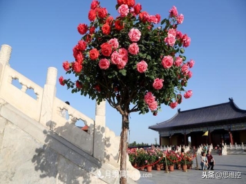 月季树年年开花满枝头，远远一看像棒棒糖