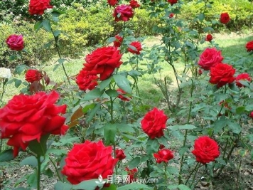 玫瑰花种植技术（含盆栽养殖方法及注意事项）