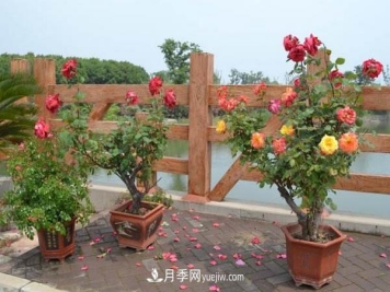 树桩月季花的养殖方法