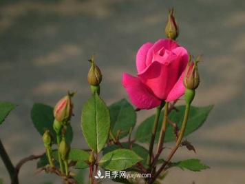 月季花的栽培技术和最佳种植时间？
