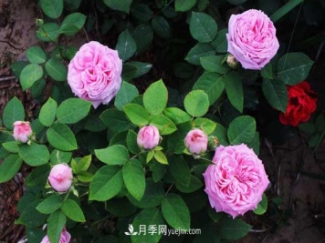 月季花什么时候开花？什么时候播种？