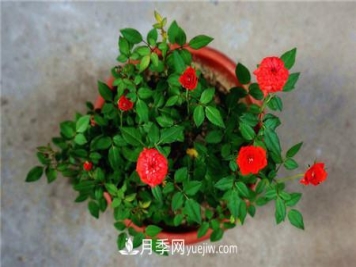 微型月季各色系有哪些代表品种