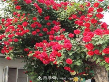 藤本月季在不同生长期怎么施肥