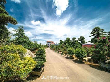 百年积淀成就湖南浏阳花木大格局