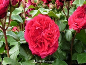 月季品种红达和红龙的区别 二者有什么不同