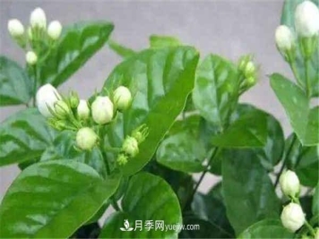 什么花养的最快最漂亮