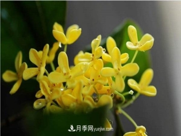 秋天常见的花卉有哪些