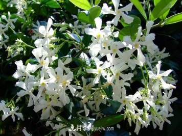 爬藤最快的花卉有哪些 爬藤月季简单好养长的快