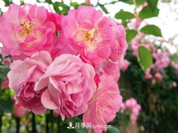 蔷薇嫁接月季的时间 什么时候嫁接好