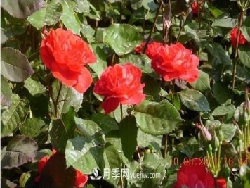 花中皇后——月季花的传说