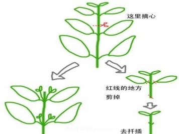 月季的摘蕾摘心
