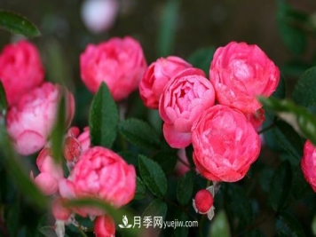 微型月季如何进行日常管理栽种