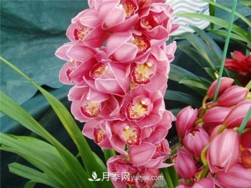 冬天养这五种超耐寒花卉盆栽