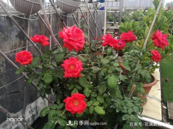 月季入门推荐级2个红色大花月季品种