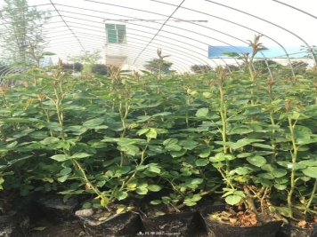 盆花月季，盆栽月季苗发往旅游景区