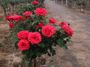 树状月季各期需肥种类不同