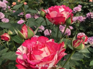 哪些特点是南阳树状月季所具备的？