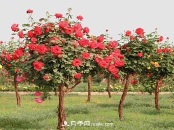 月季一般容易有的病害，需注意防护