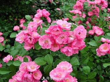 树状月季造型多样、简单易活性能是什么？