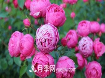 月季花是中国传统十大名花之一，一年长占四时春
