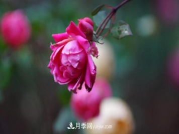3公分月季总是深受人们的喜爱，原因是什么呢？