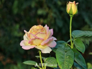 南阳教你盆栽大花月季是如何进行修剪控高的呢？