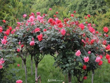 怎样让树状月季快速康复强健你知道么？