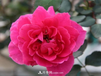 南阳树状月季批发告诉你一些植物成长的小常识！