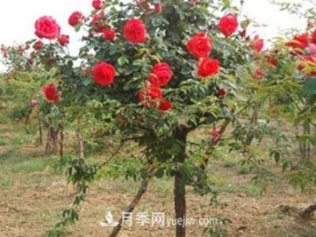 树状月季这两个地方的芽是必须要抹掉的，你知道吗？