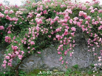 南阳藤本月季三季开花的秘诀