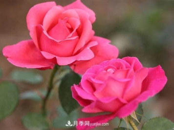 藤本月季种植基地讲述--藤本月季选购、种植、养护经验分享