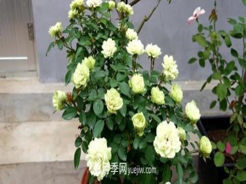 爬藤月季花，一要会“牵引”，二要会“修剪”，藤本月季牵引技巧