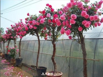 美丽娇艳的树状月季原来是这样种出来的，看完后自己在家也能弄树状